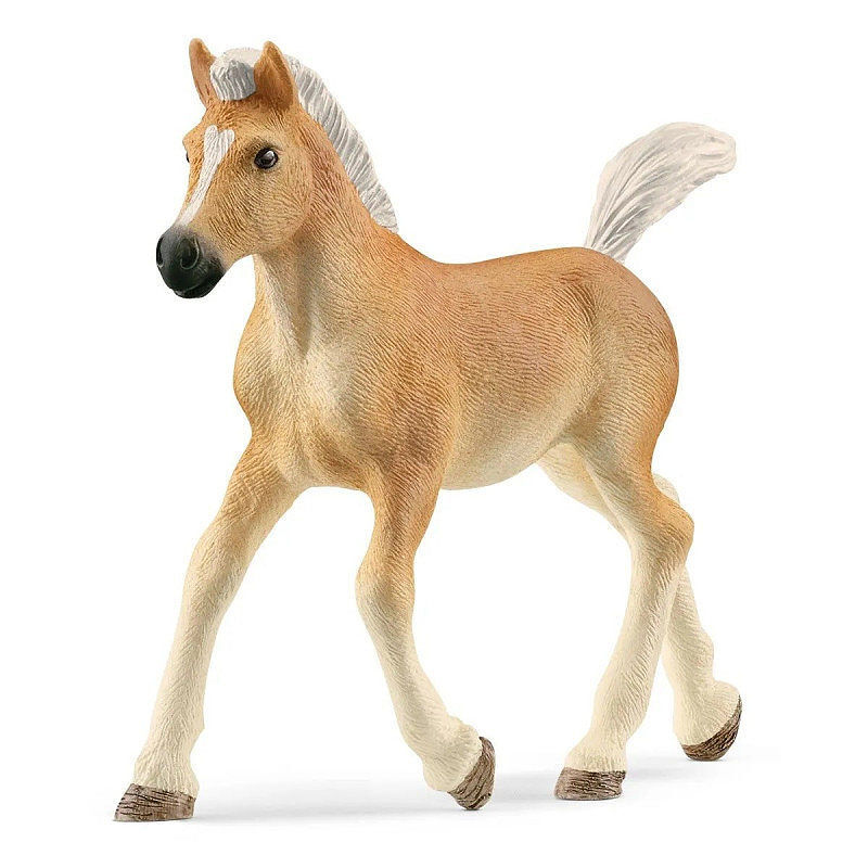 Źrebak rasy haflinger slh13951