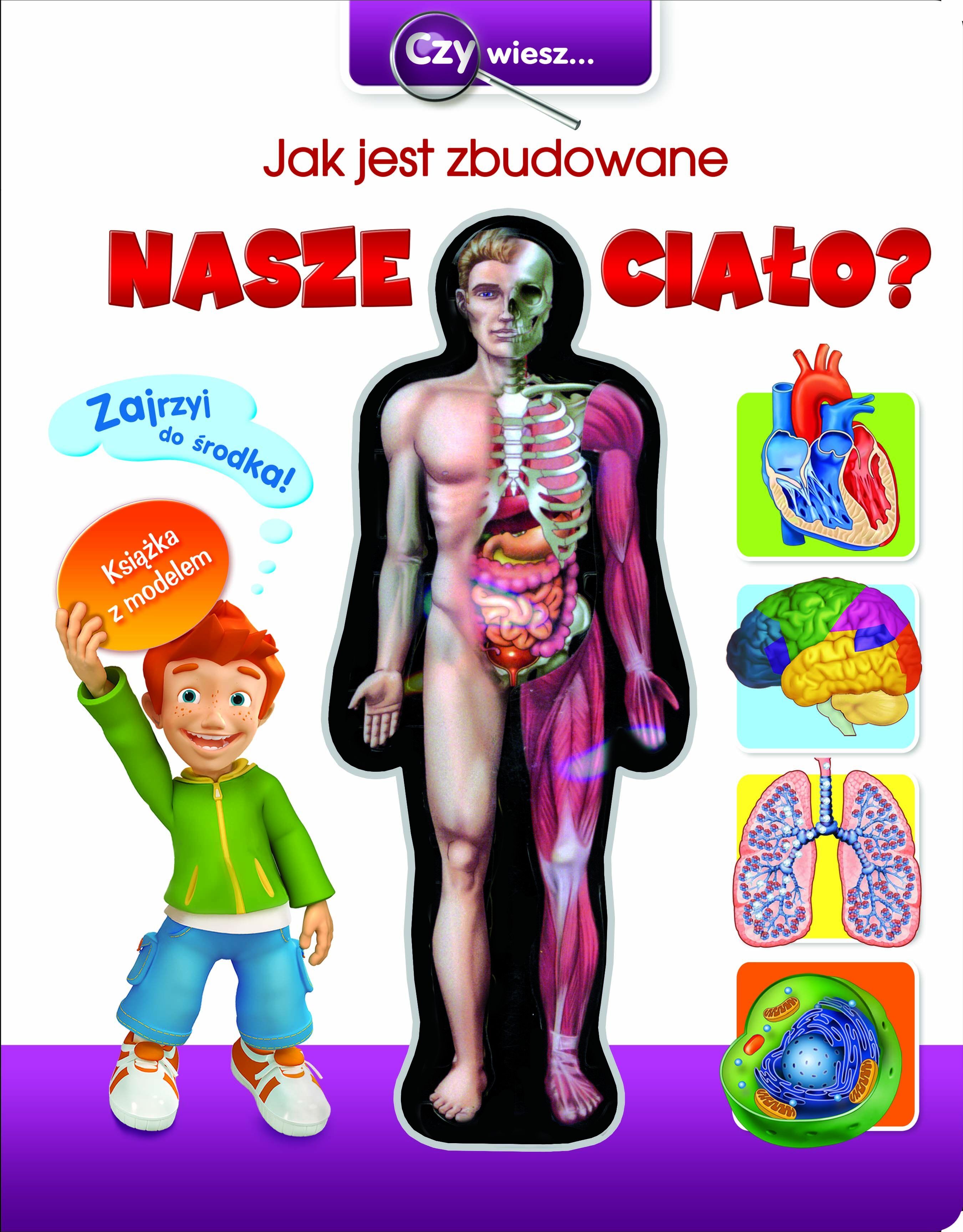 Jak jest zbudowane nasze ciało