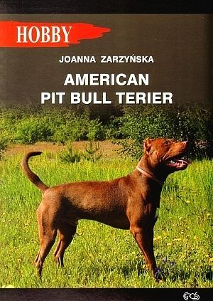 American pit bull terier