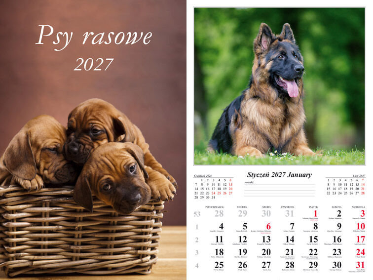 Kalendarz 2027 ścienny 7-k Psy rasowe