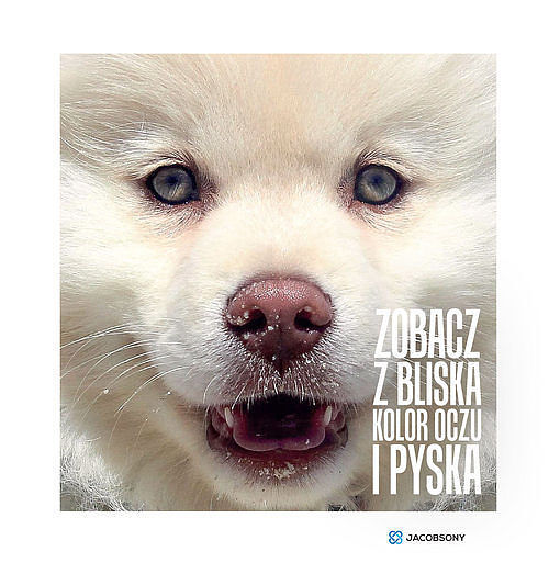 Zobacz z bliska kolor oczu i pyska