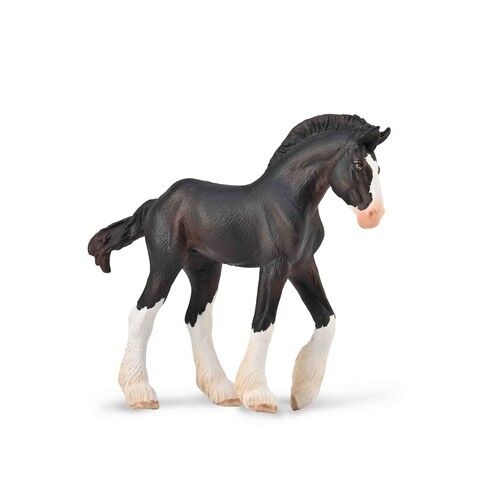 Źrebię Clydesdale maści Black