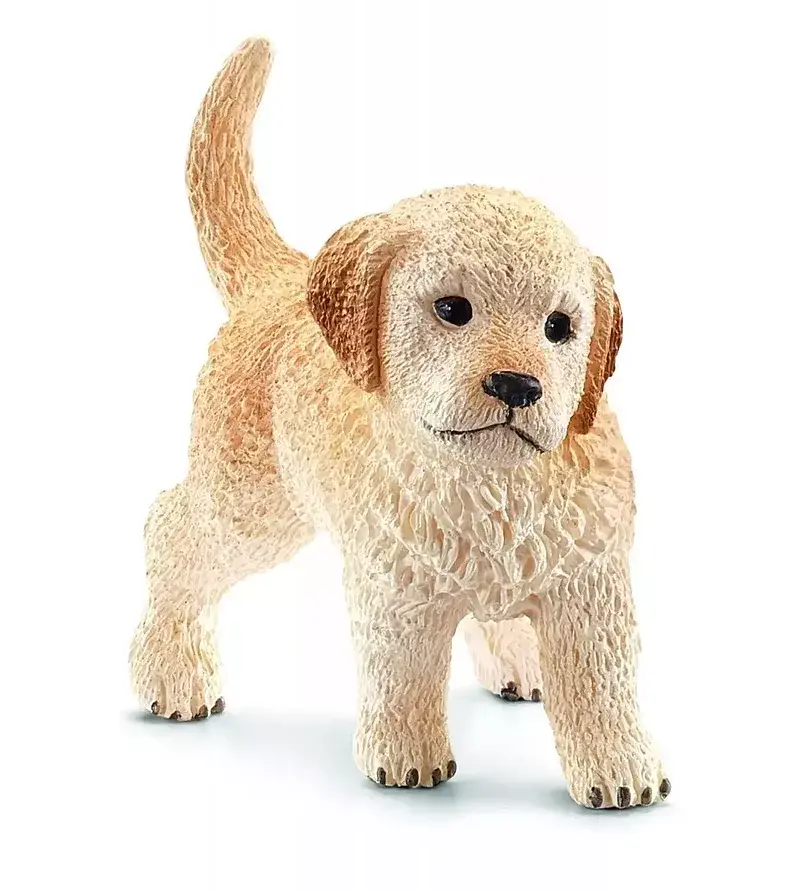 Szczenię golden retriever slh16396