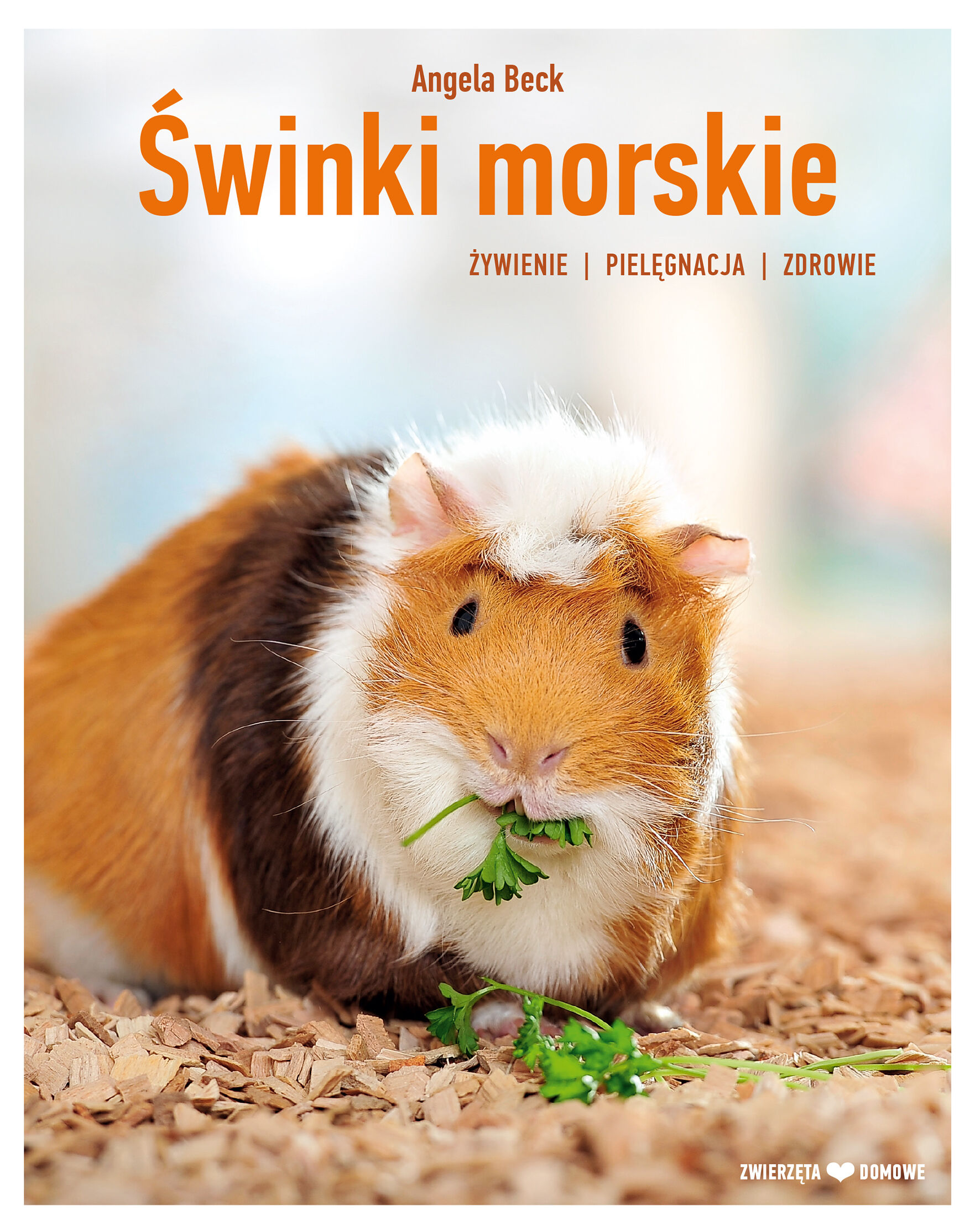 Świnki morskie. Hodowla