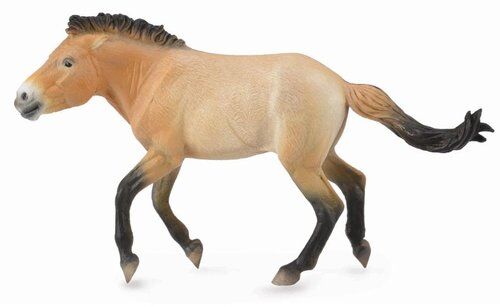 Ogier przewalski XL