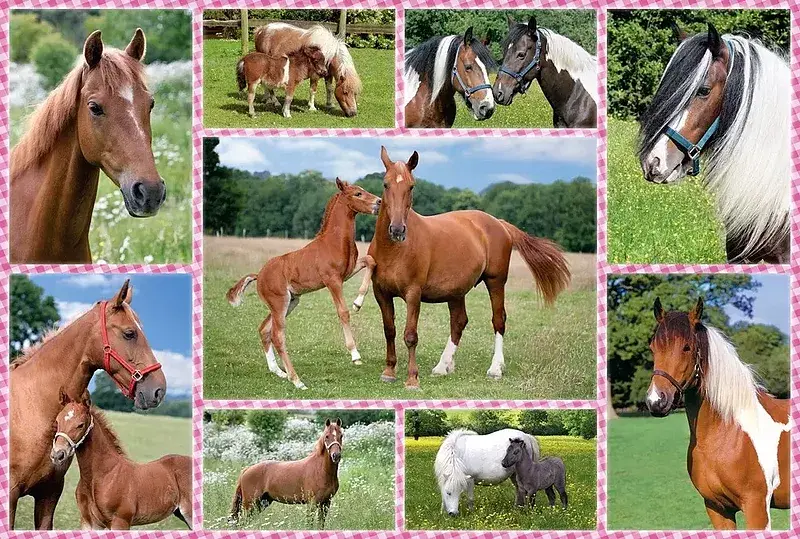 Puzzle 150 konie 106960