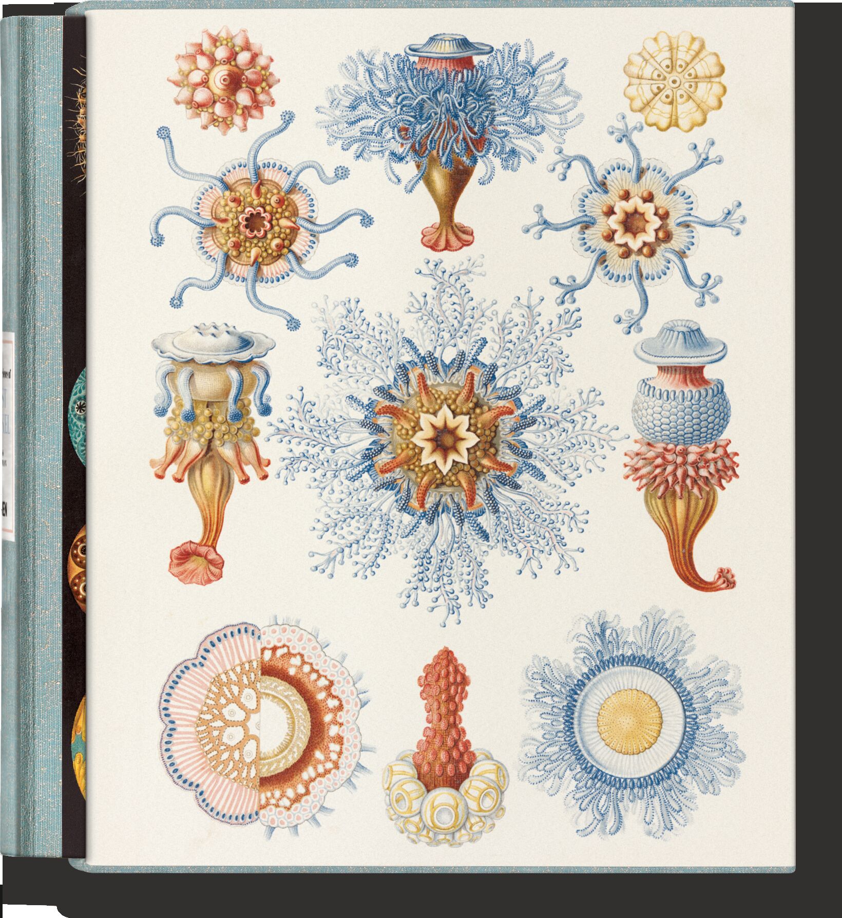 The Art and Science of Ernst Haeckel