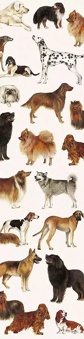 Zakładka do książki 9101 cani psy