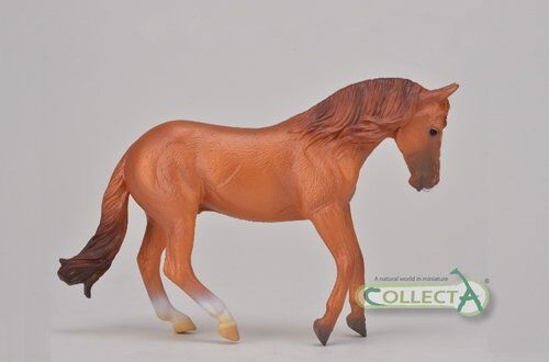 Ogier rasy Australian stock horse kasztan