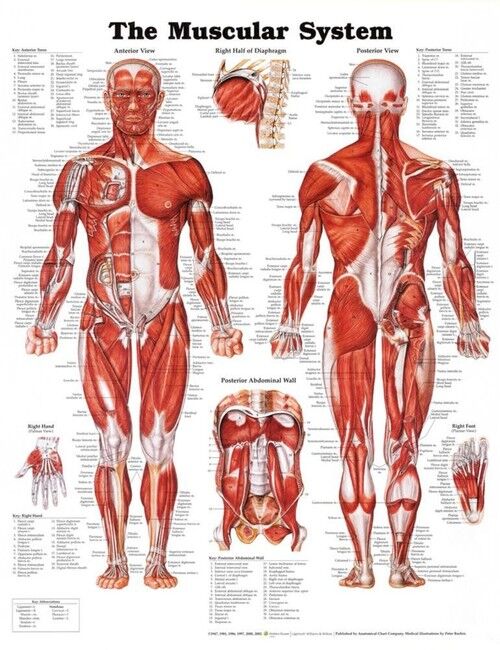 Muscular System Poster