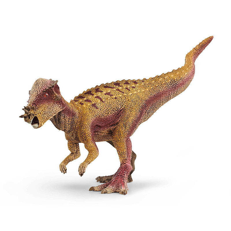 Pachycephalosaurus slh15024