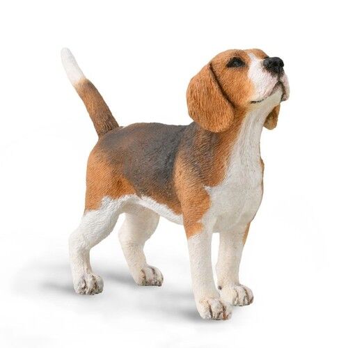 Pies Beagle