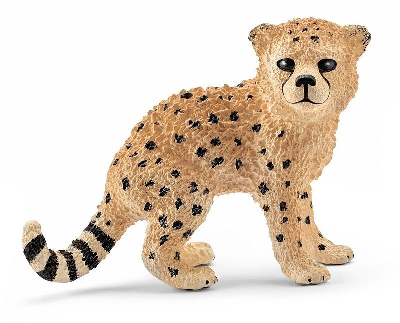 Młody gepard slh14747