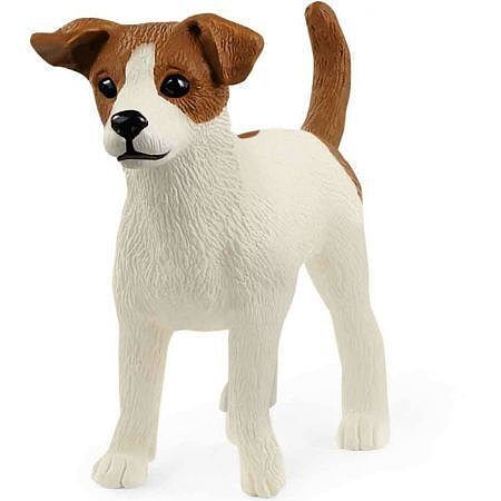 Jack russell terrier slh13916