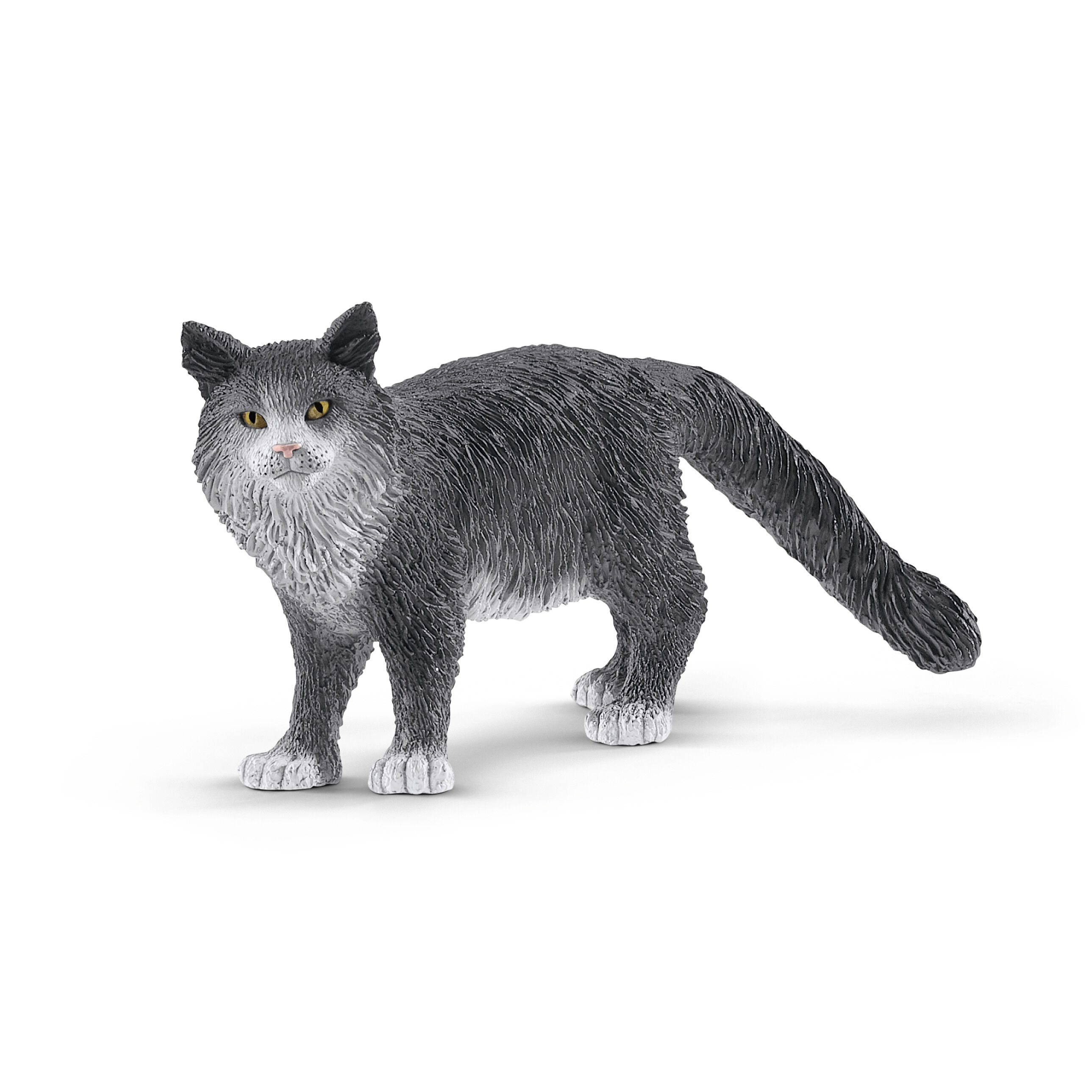 Kot maine coon SLH13893