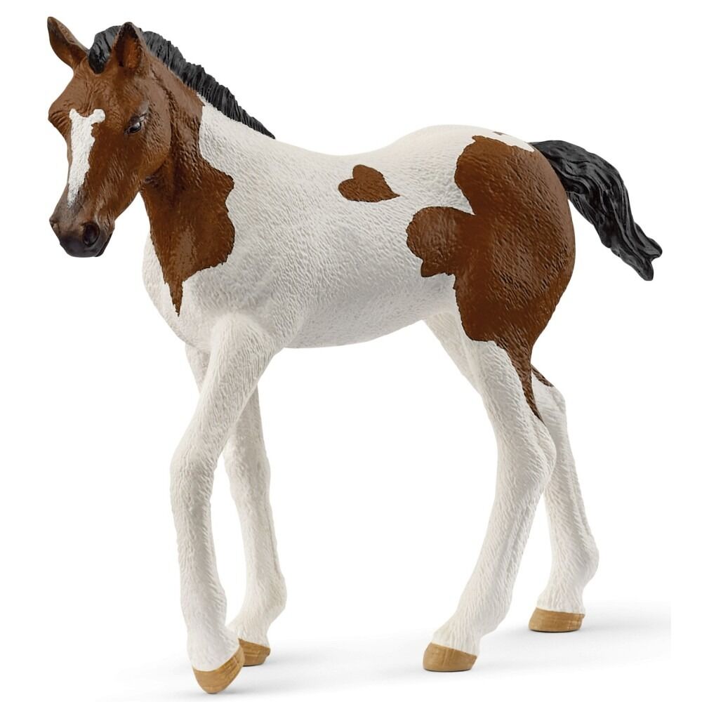 Źrebak rasy Paint Horse Club SLH14899