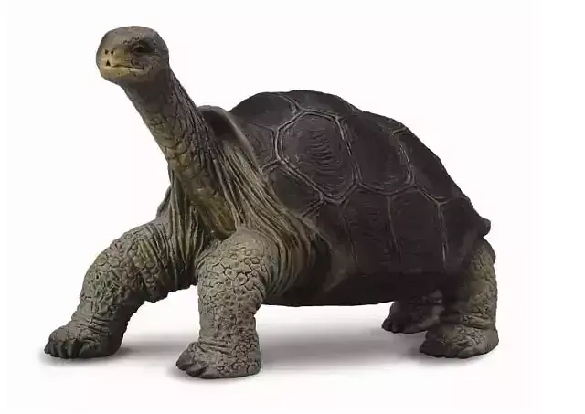 Żoł z wyspy Pinta M