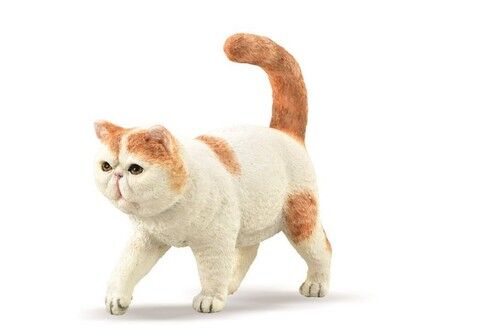 Exotic Shorthair kot