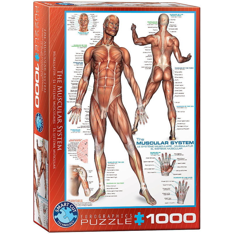Puzzle 1000 the muscular system 6000-2015