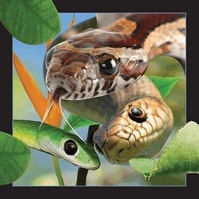 Pocztówka 3d wąż