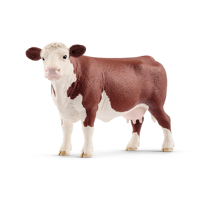 Krowa rasy hereford slh13867