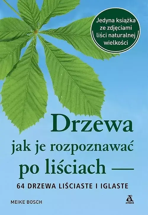 Drzewa jak je rozpoznawać po liściach