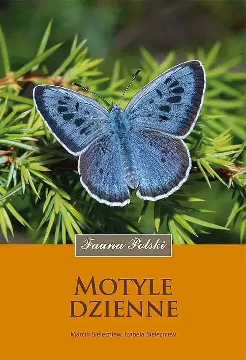 Motyle dzienne