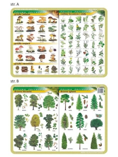 Podkładka edukacyjna 024 - Biologia. Grzyby, rośliny lecznicze i zioła, drzewa liściaste i iglaste