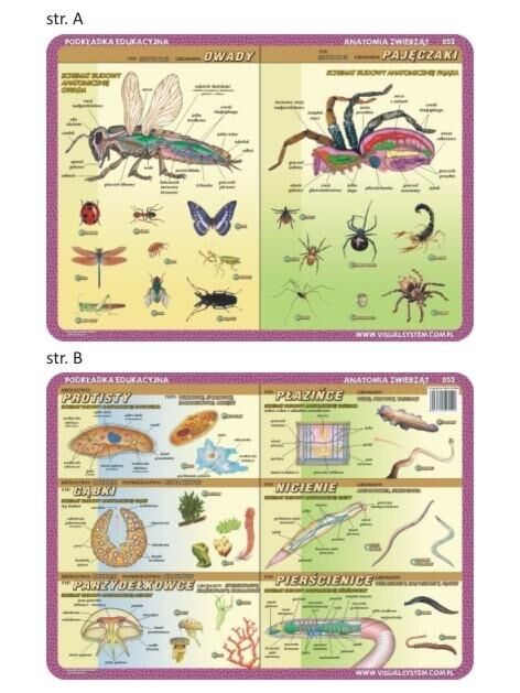 Podkładka edukacyjna 052 - Anatomia zwierząt. Owady, pajęczaki, pierwotniaki, płazińce