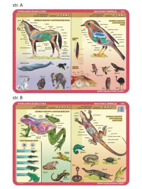 Podkładka edukacyjna 053 - Anatomia zwierząt. Płazy, gady, ssaki, ptaki