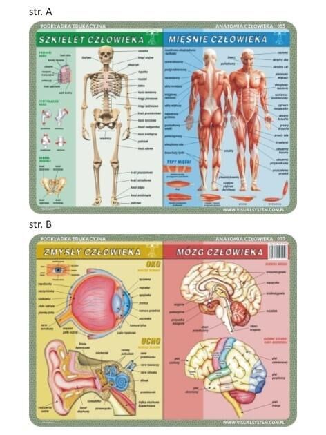 Podkładka edukacyjna 055 - Anatomia człowieka i mikrobiologia. Szkielet, mięśnie, mózg i zmysły człowieka