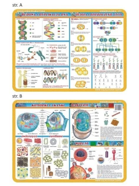 Podkładka edukacyjna 057 - Anatomia człowieka i mikrobiologia. Komórki i tkanki, bakterie i wirusy , budowa i replikacja DNA, mejoza i dziedziczenie cech