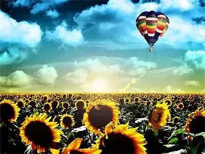 Diamentowa mozaika balon nad polem słoneczników 60652