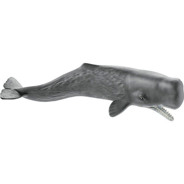 Kaszalot SLH14764