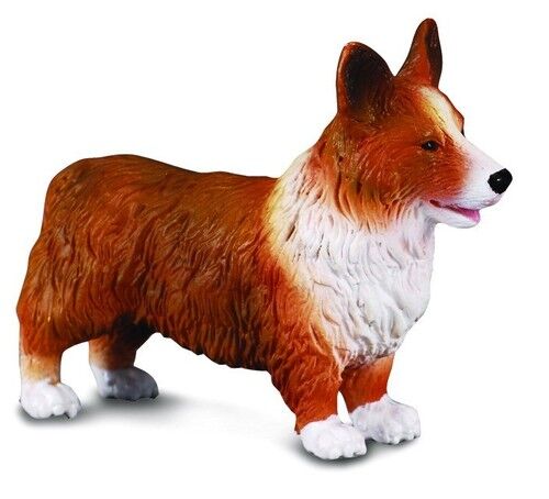 Pies Welsh corgi