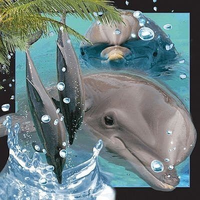 Pocztówka 3d delfin