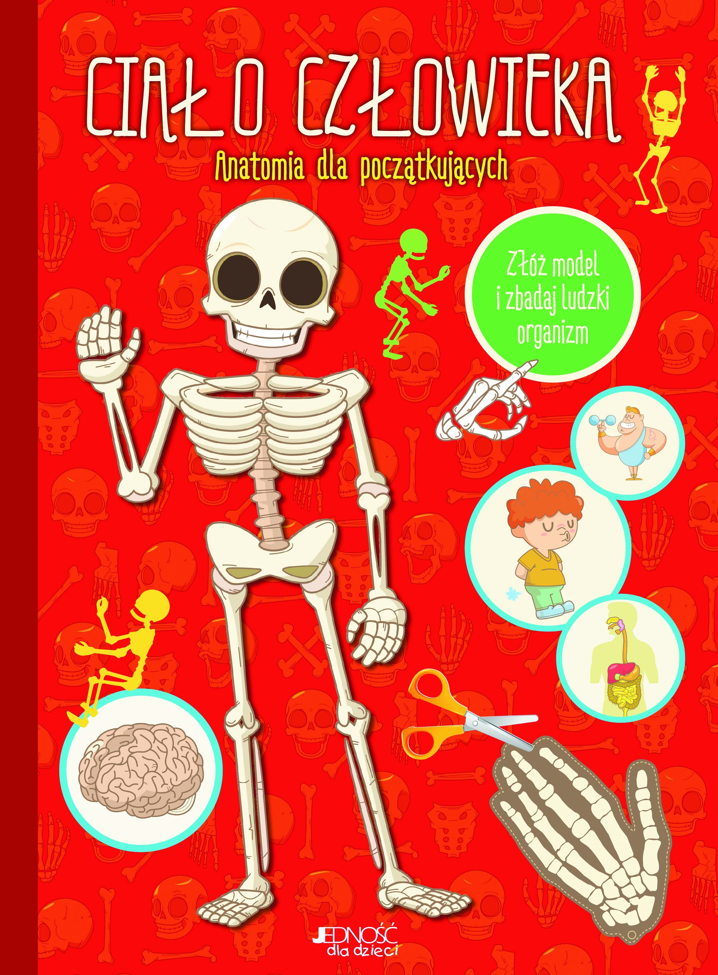Ciało człowieka anatomia dla początkujących