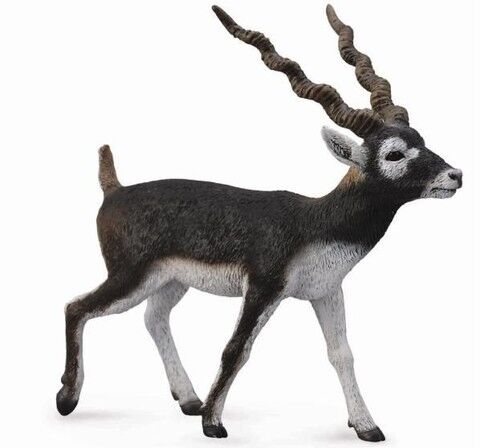 Antylopa Blackbuck L