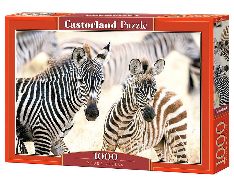 Puzzle 1000 young zebras c-105021-2