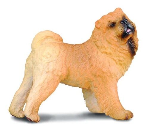 Pies rasy Chow chow