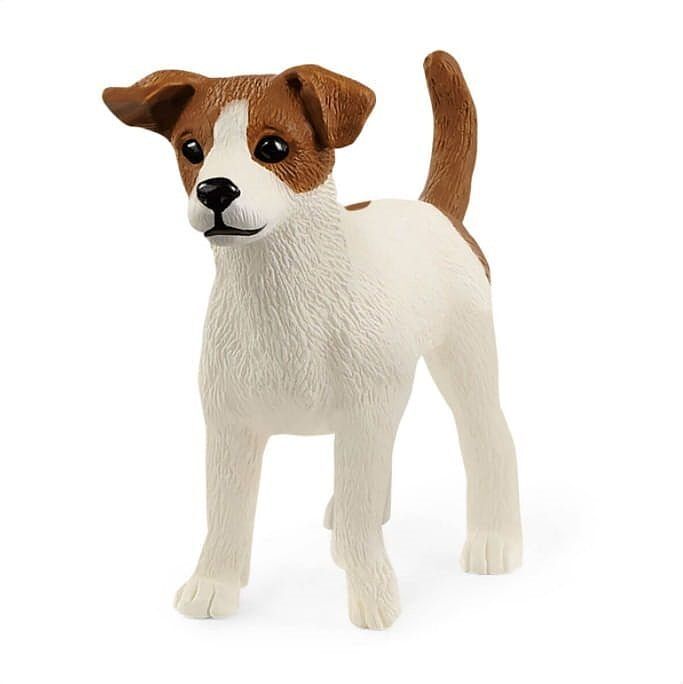 Jack russell terrier slh13916