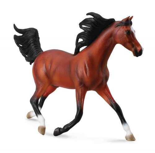 Koń arabski stallion bay