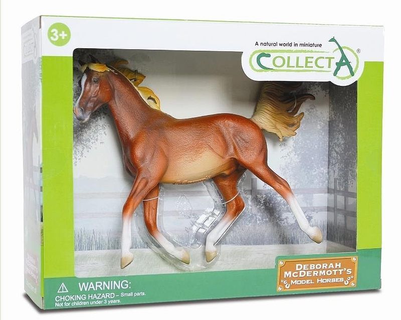 Koń arabski stallion chestnut