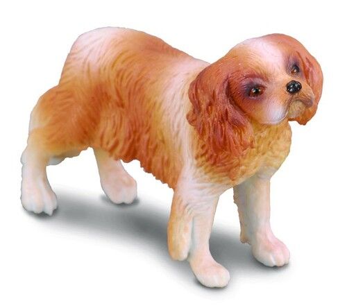 Pies rasy Spaniel Cavalier King Charles