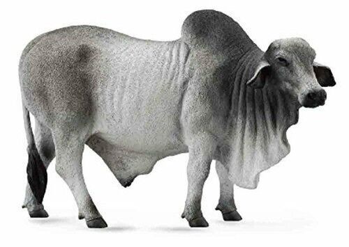 Byk brahman