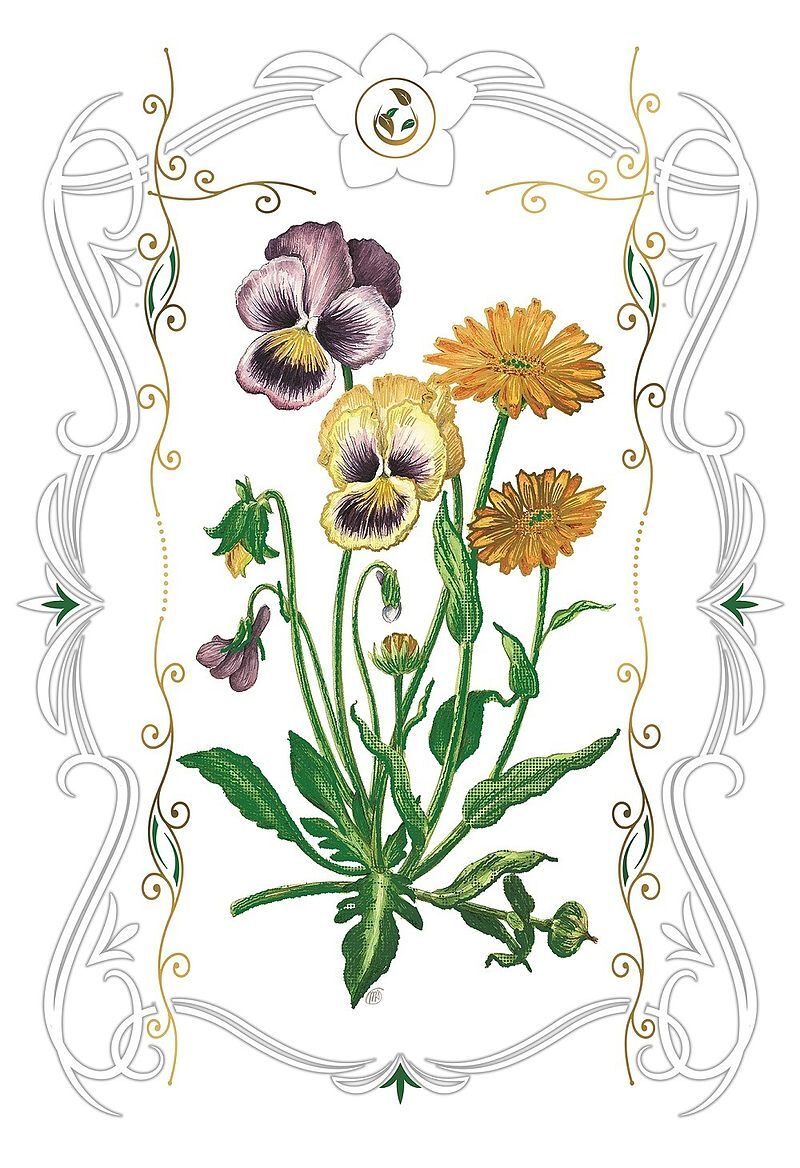 Karnet davinci 12x18 bratki b-bd 502 066