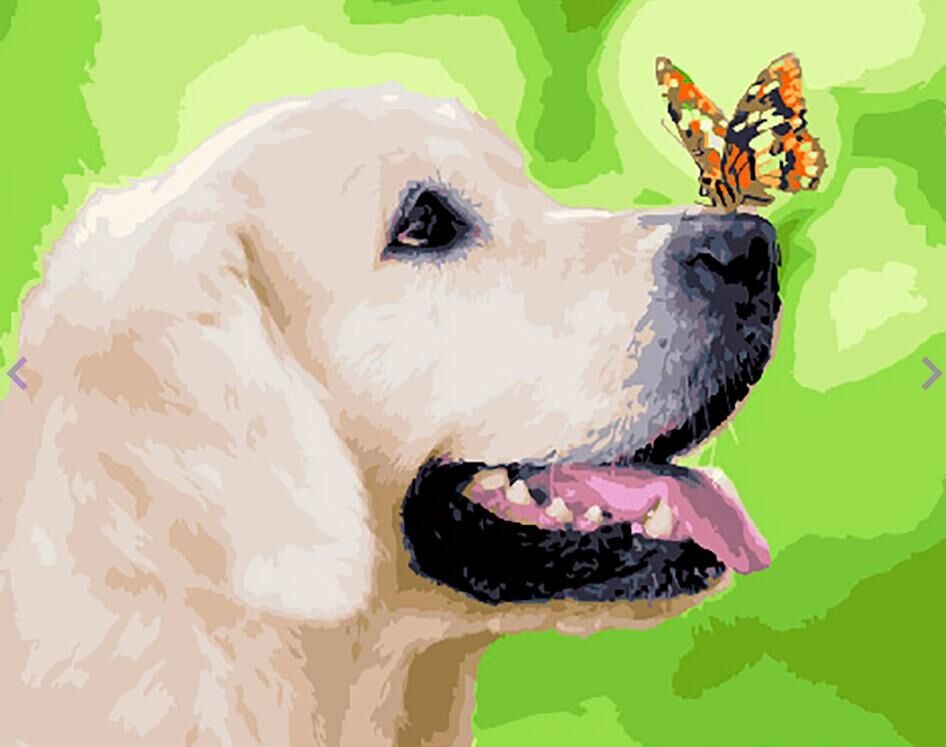 Malowanie po numerach Labrador i motyl