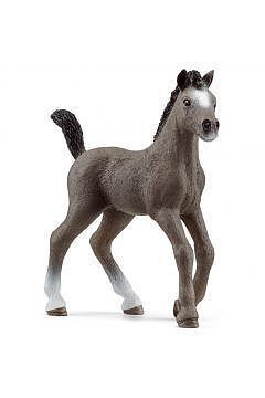 Źrebak rasy cheval de selle francais slh13957
