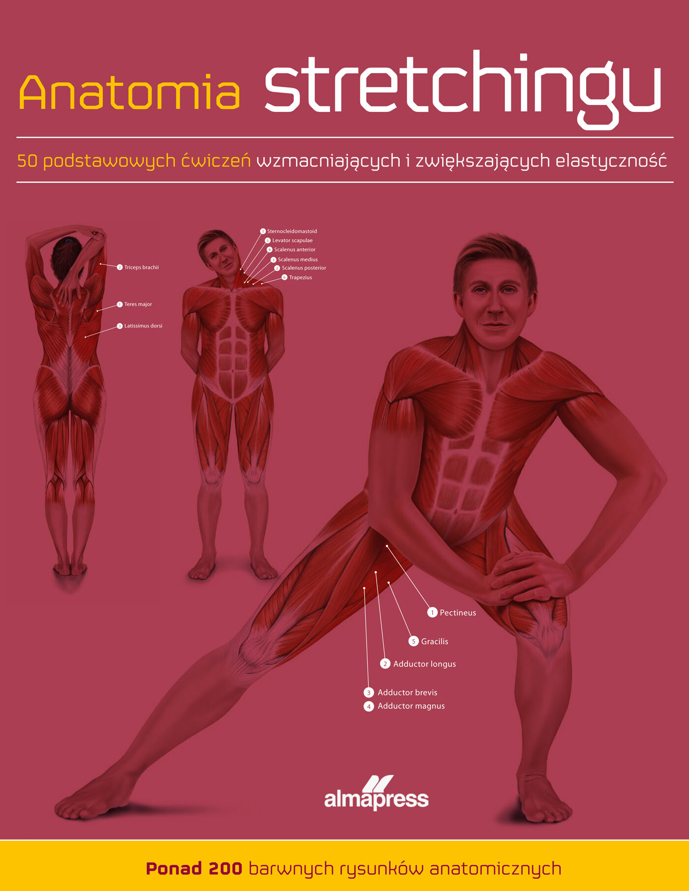 Anatomia stretchingu