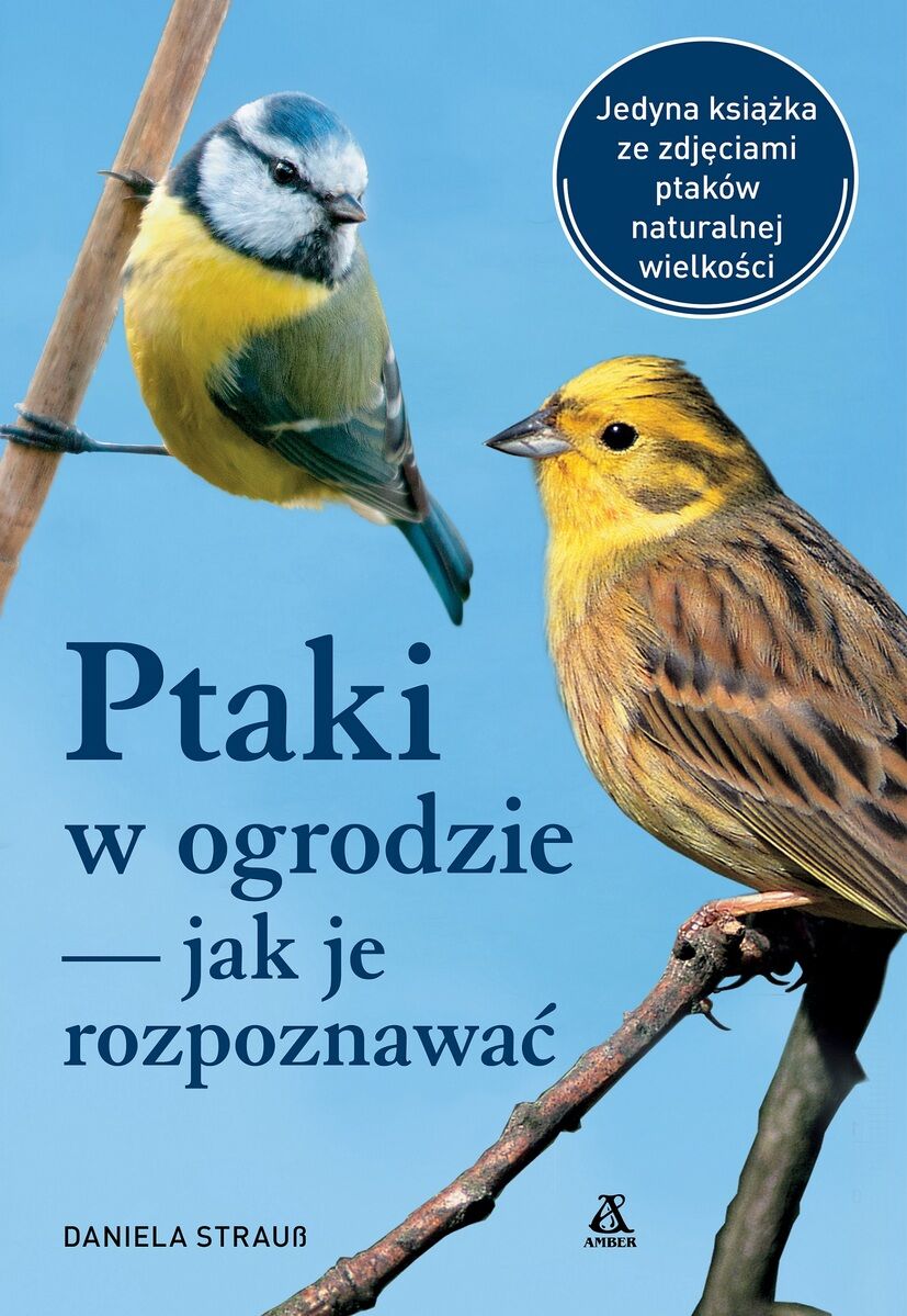 Ptaki w ogrodzie – jak je rozpoznawać
